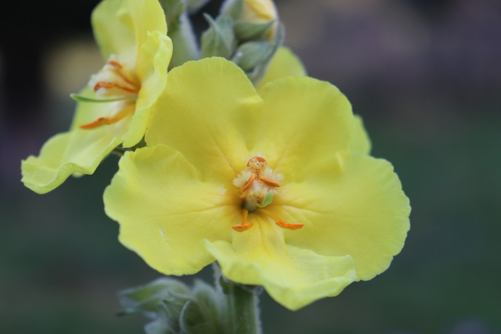 Estratto dal libro “Storie Selvatiche di Maghi, Streghe e Piante medicinali”