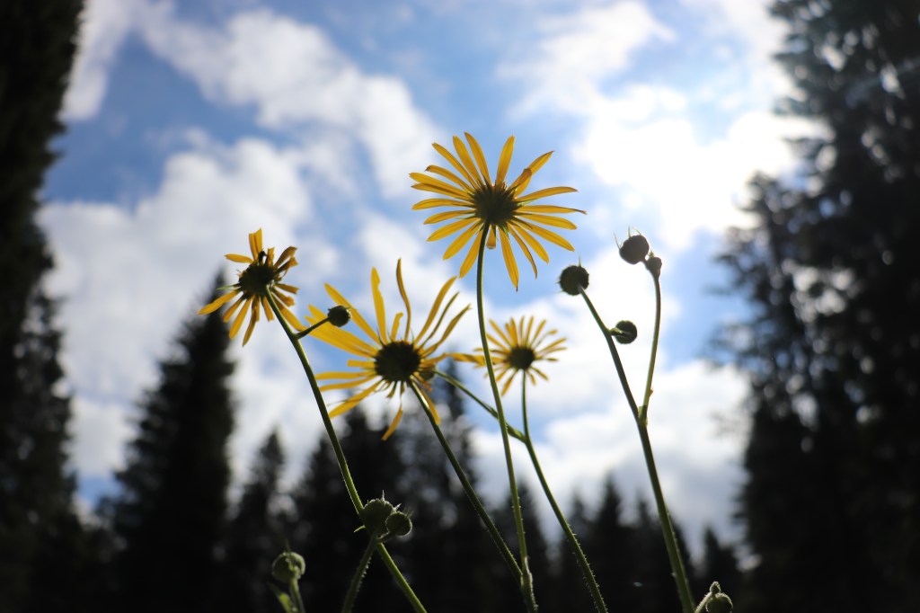 BUONA SERATA AI&nbsp;VIANDANTI