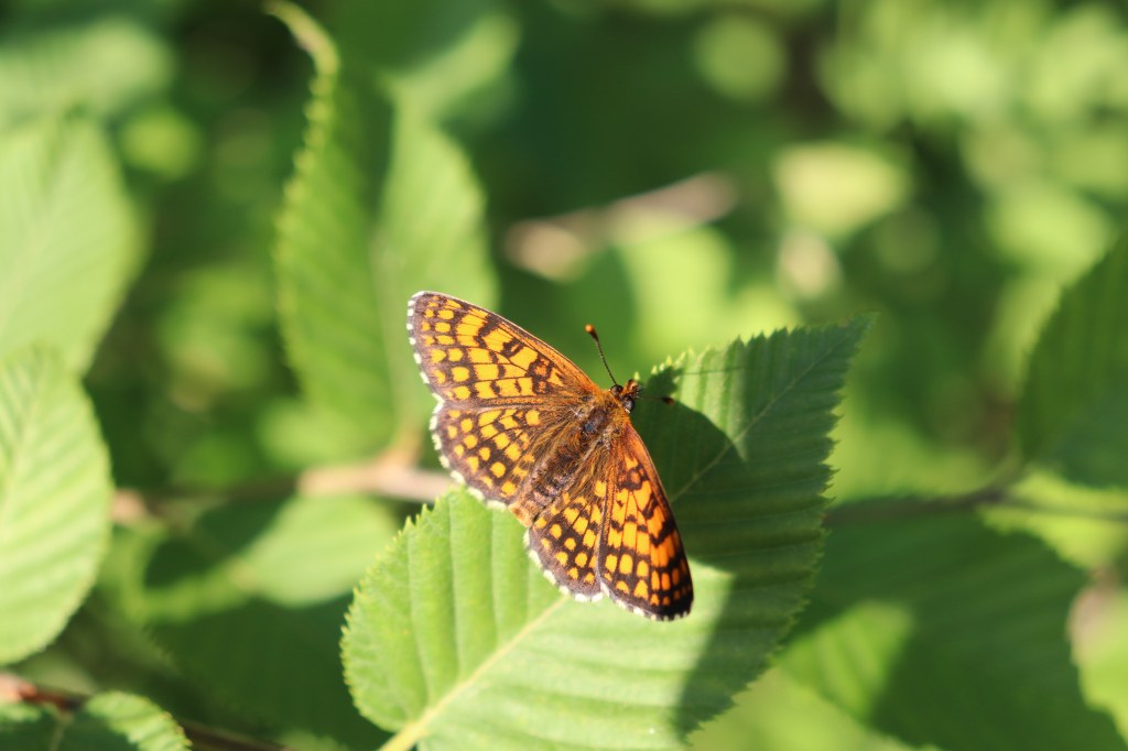 Diamanti e ruggine – Joan&nbsp;Baez