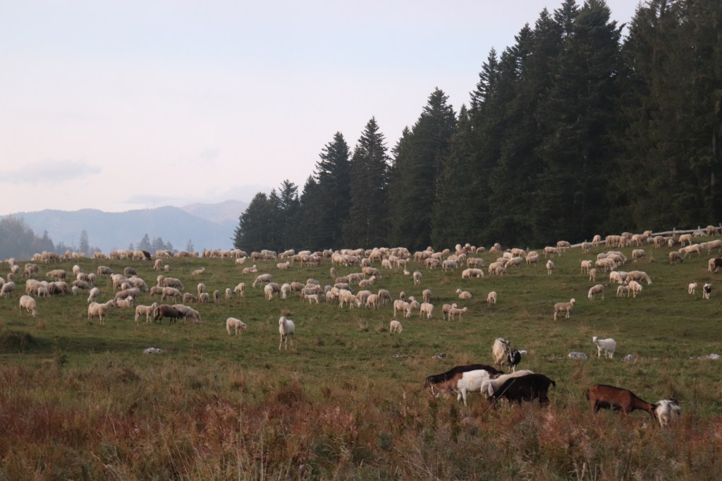 La fecondazione non è&nbsp;avvenuta…