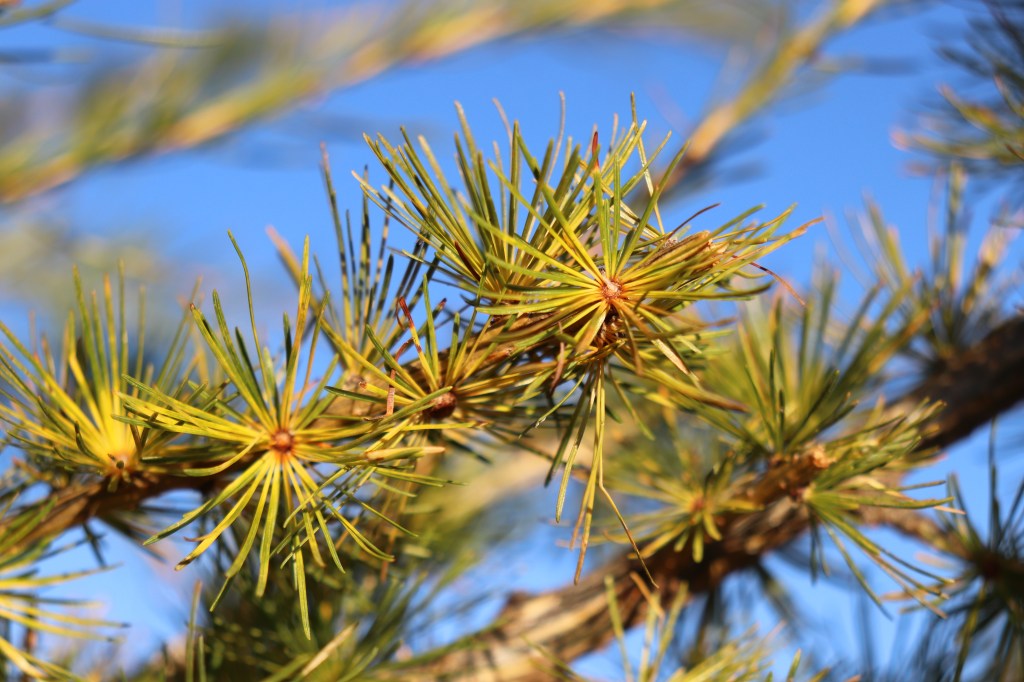 Cavallette – la storia dell’umanità raccontata da un corto da&nbsp;Oscar
