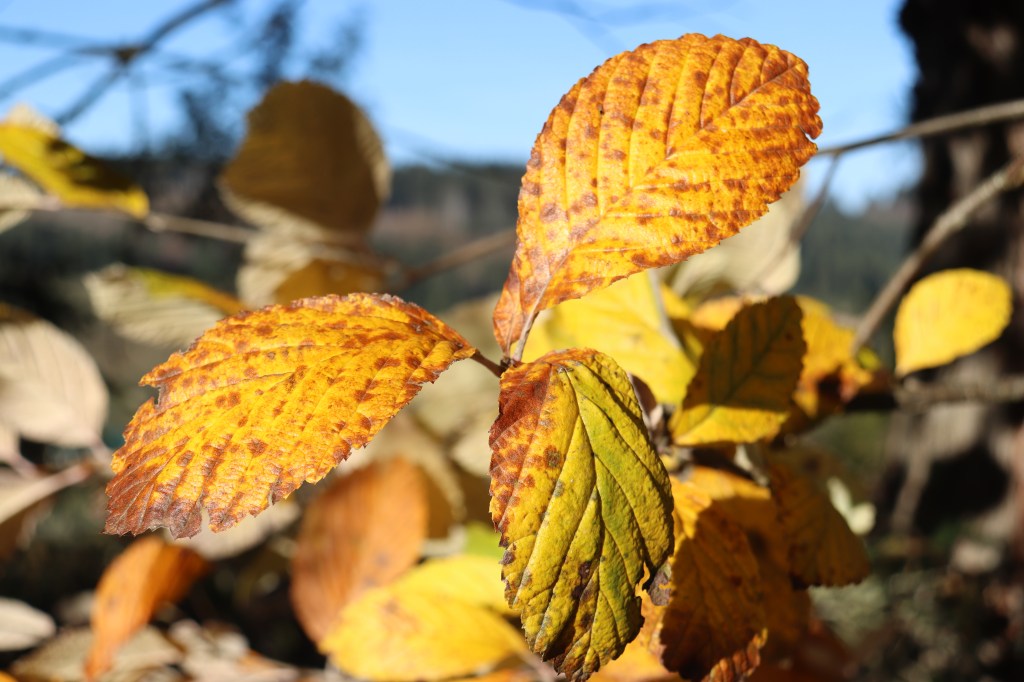Quando Gertrude decise che ne aveva&nbsp;abbastanza