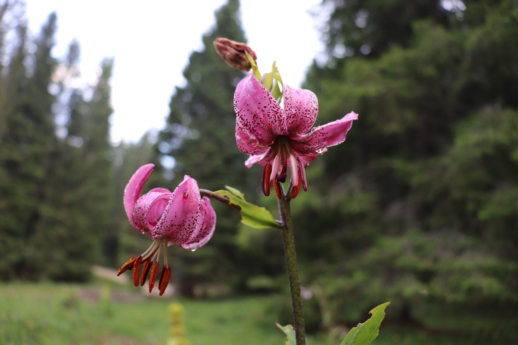 Ma quanto è bello questo corto&nbsp;animato?