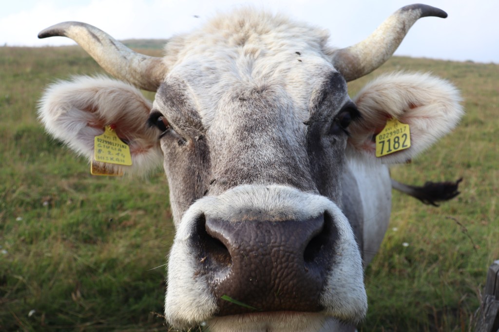 Parliamo di logiche di allevamento…