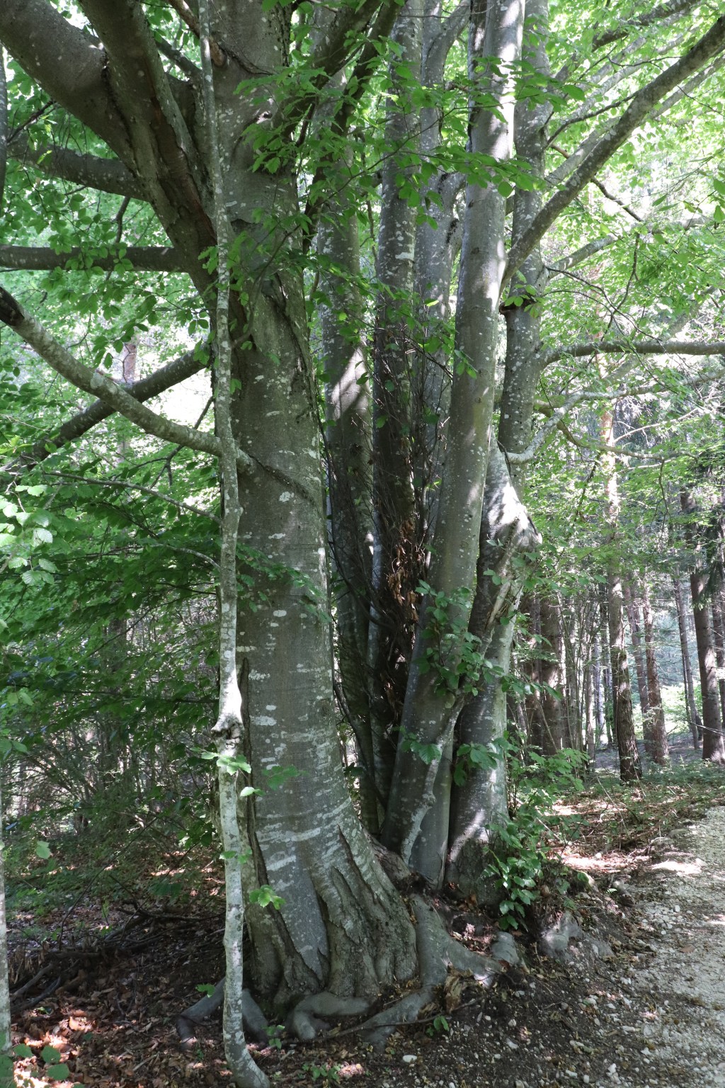 Il Bosco – La Strada – parte&nbsp;prima