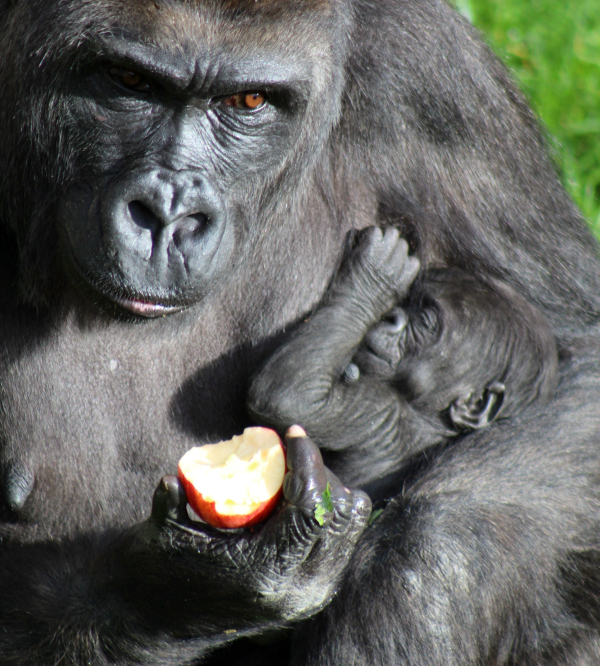 Fra gli abeti non si possono fare le cose che fa&nbsp;Tarzan…