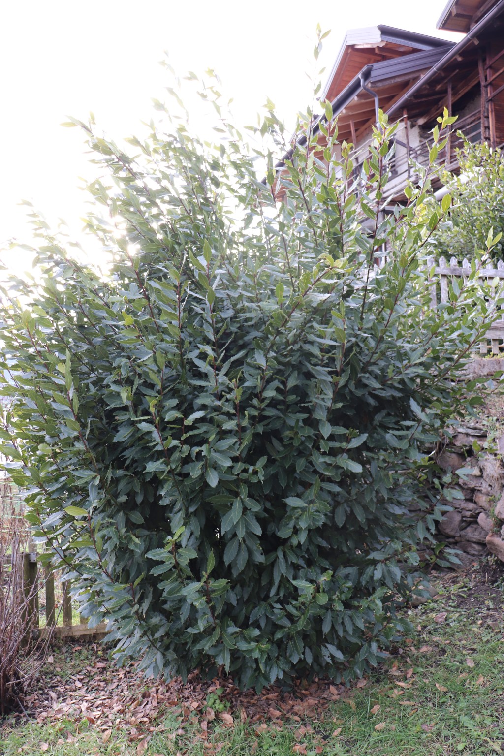 Dal mio libro, vi racconto la pianta di&nbsp;Alloro.