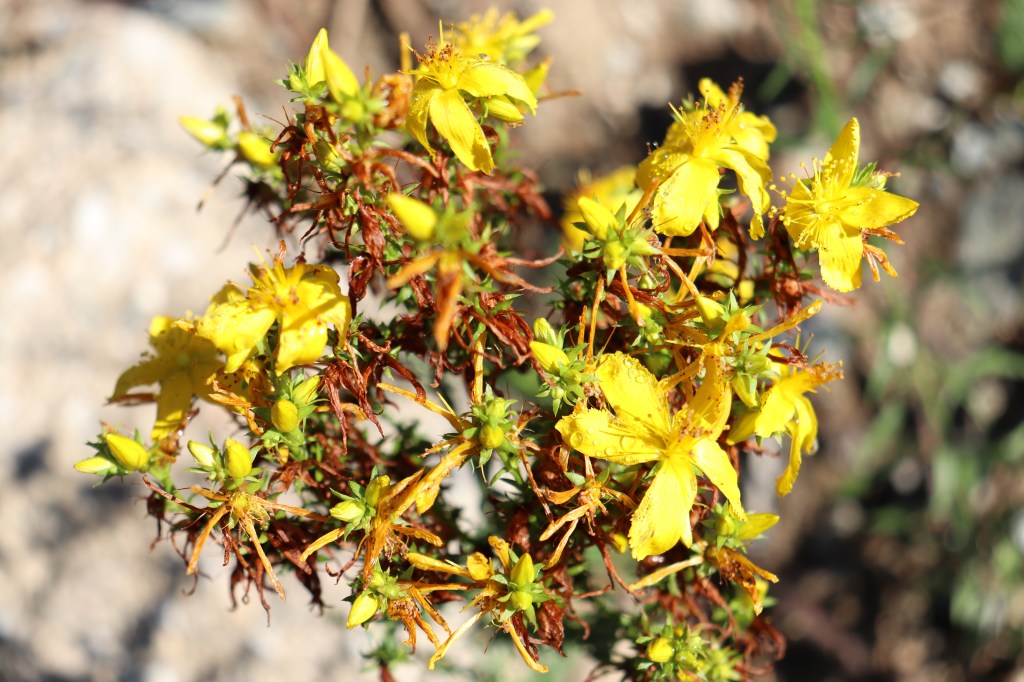 La strega delle&nbsp;erbe