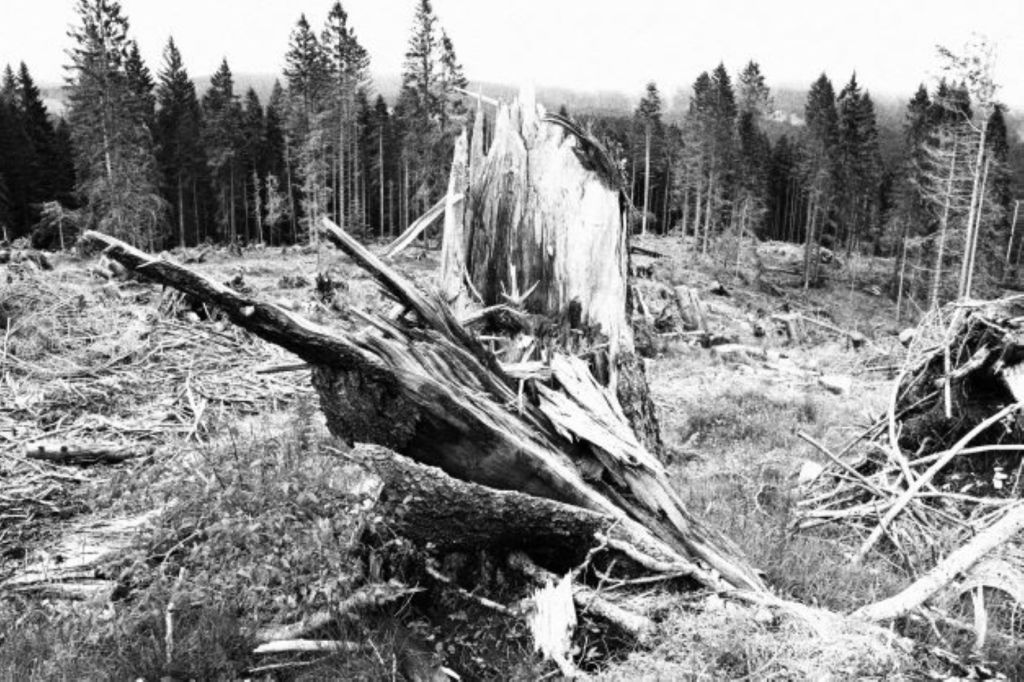 Quando il bosco&nbsp;risponde