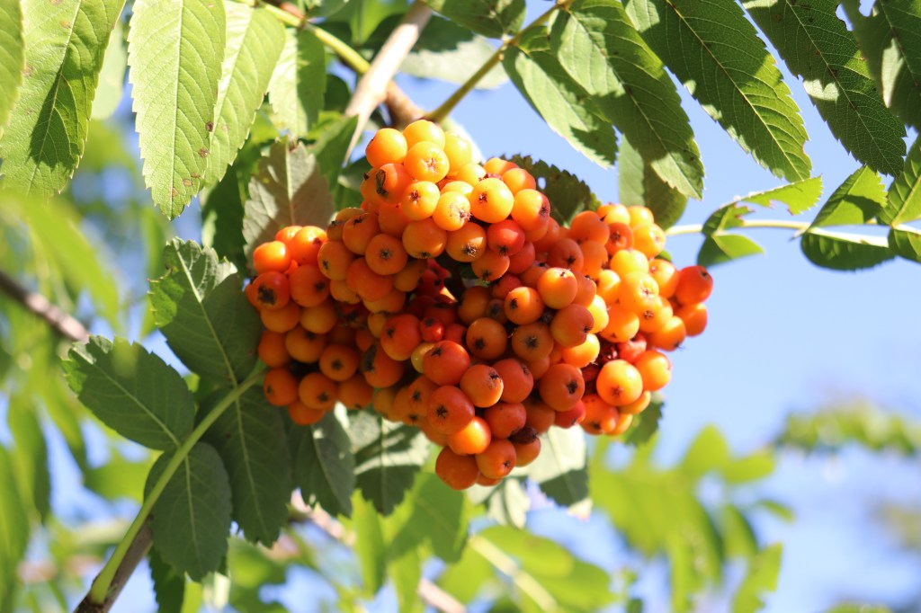 La gratitudine non è un&nbsp;obbligo