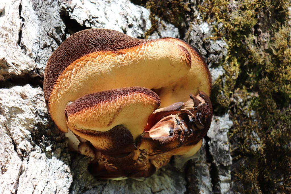 La Signora delle&nbsp;viole
