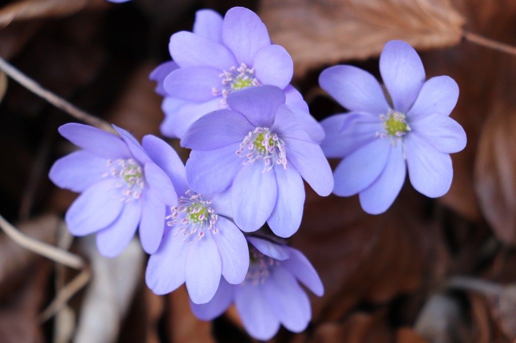 La corrente dell’&nbsp;Universo