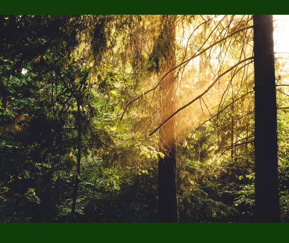 Una fiaba moderna… una fiaba di boschi e&nbsp;funghi