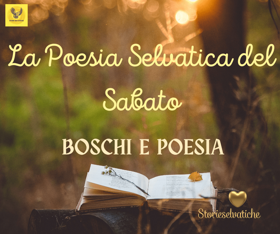 Boschi e poesie