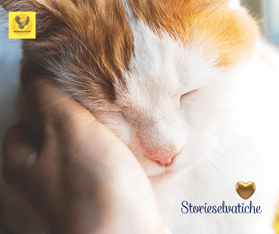 Quella carezza della&nbsp;sera