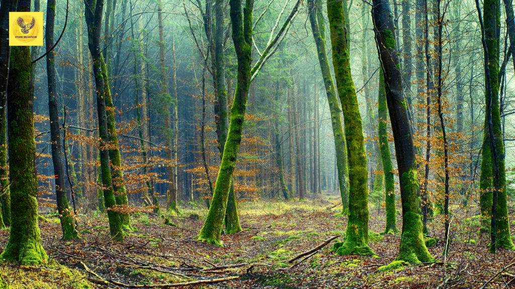 Il legno, le opere architettoniche e gli oggetti&nbsp;Belli!