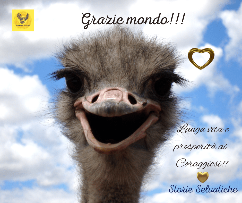 Enzo Jannacci canta Bobo&nbsp;Merenda