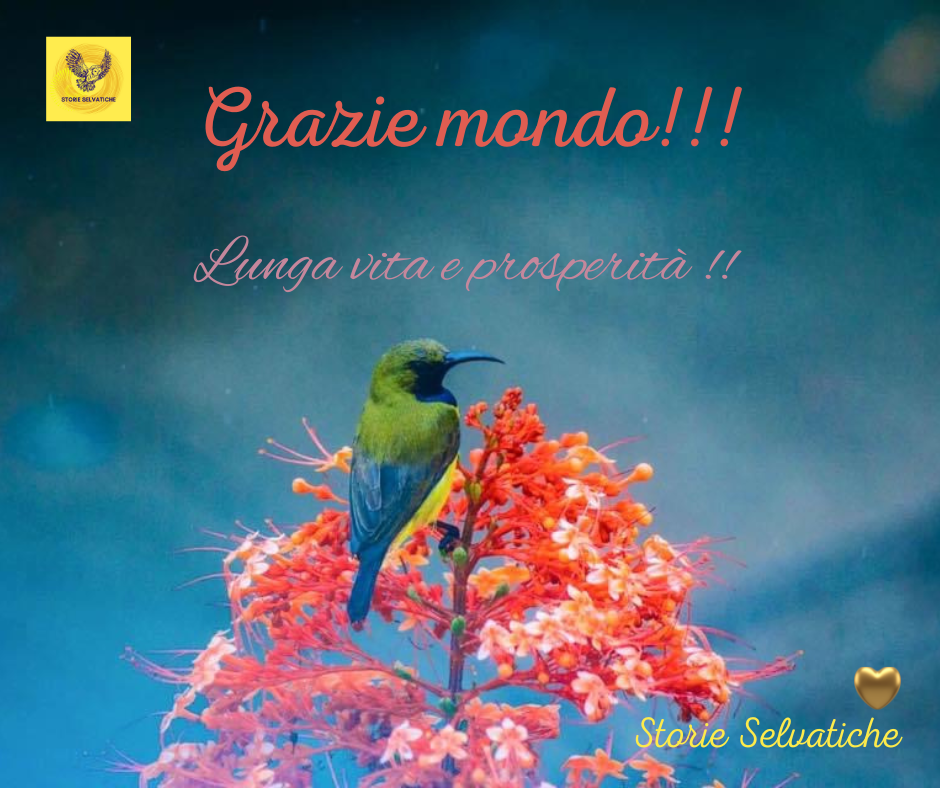 LA FORZA DEL DESTINO –&nbsp;VERDI