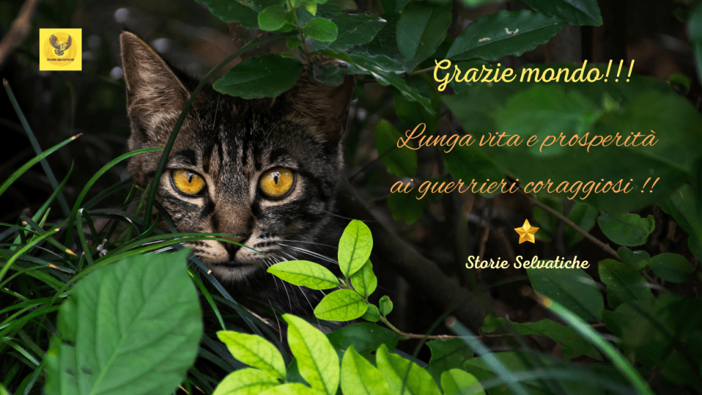 Quando il bosco ti&nbsp;accoglie