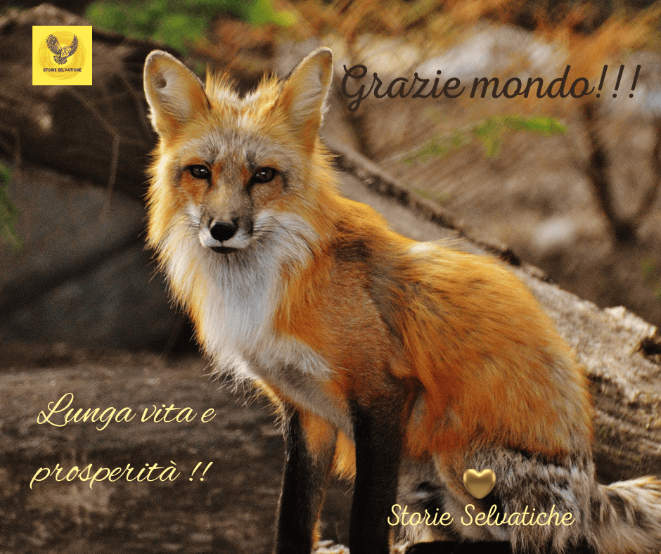 Marmalade — Reflections Of My Life Old&nbsp;Footage