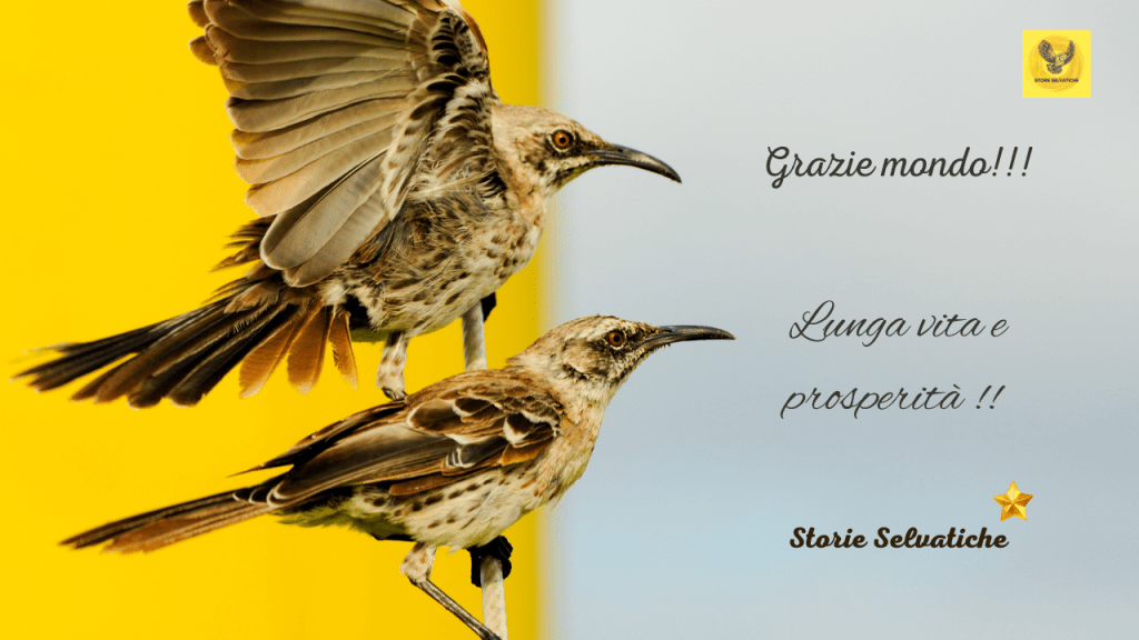 C.Debussy – Clair de Lune, Maria João Pires live at Jardin&nbsp;Musical