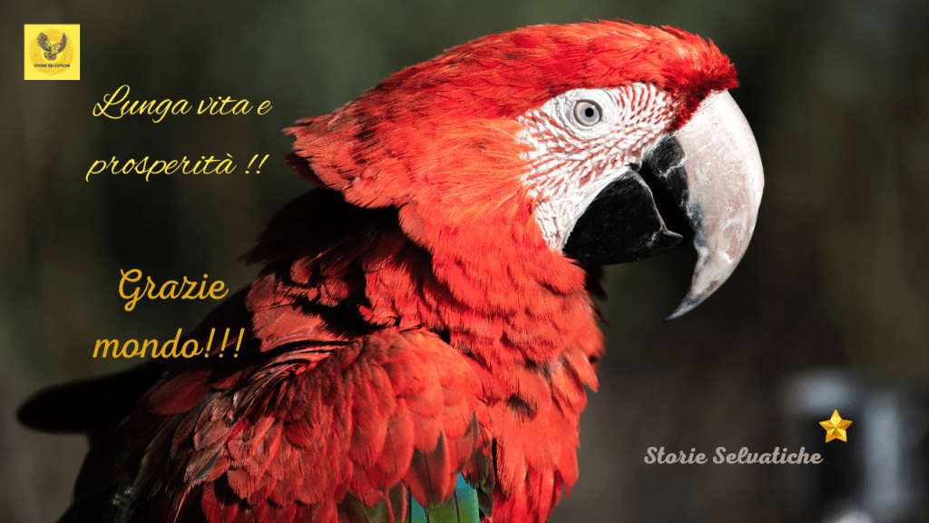 Little Walter “My&nbsp;Babe”