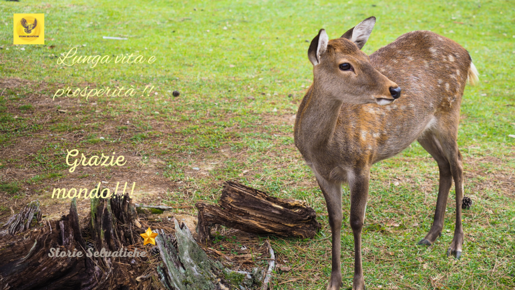 L’estate sta finendo –&nbsp;Righeira