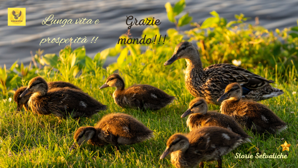 Mambo No. 5 – Lou&nbsp;Bega