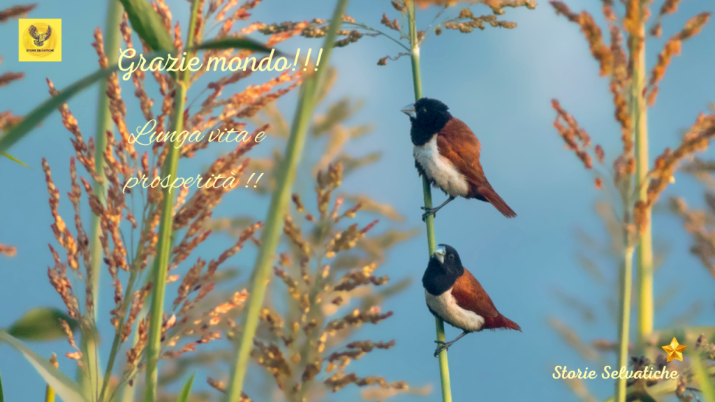 National Arab Orchestra – MidEast in MoTown – Dancing in the Street&nbsp;Remix