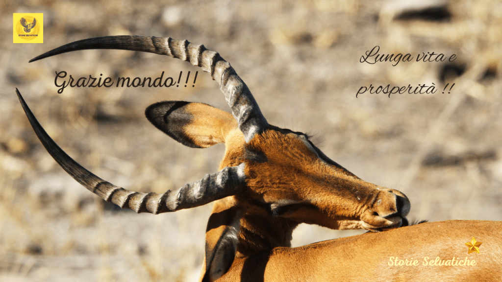 Andamento lento – Tullio de&nbsp;Piscopo