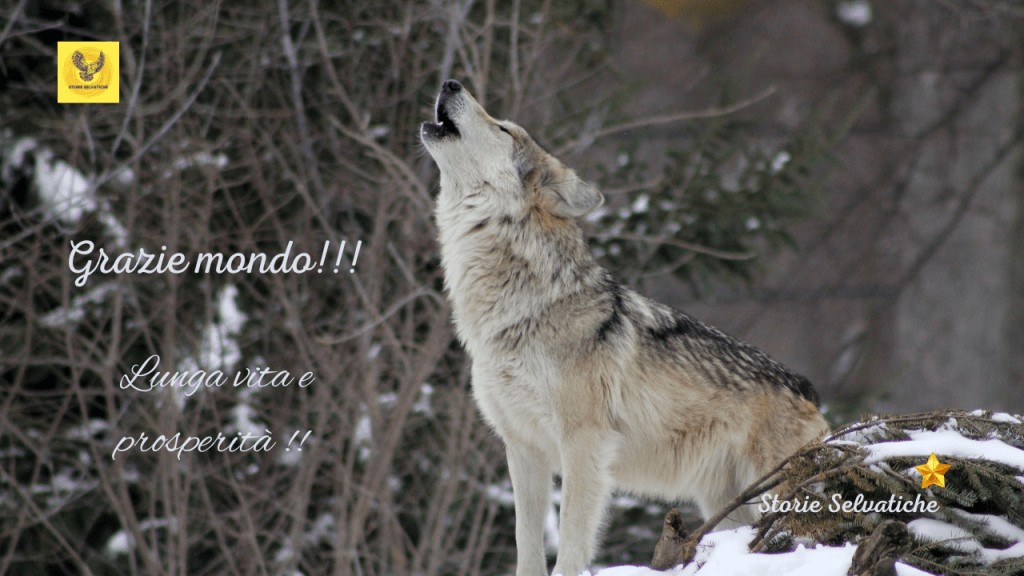 Wild World – Mondo&nbsp;selvatico💗