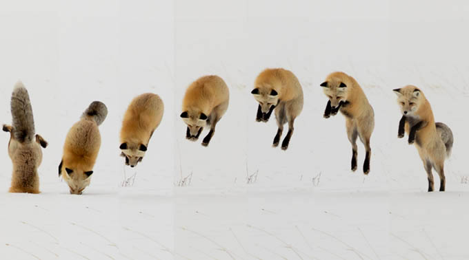 Un corso sulla lettura approfondita delle Fiabe – piccolo&nbsp;sondaggio.