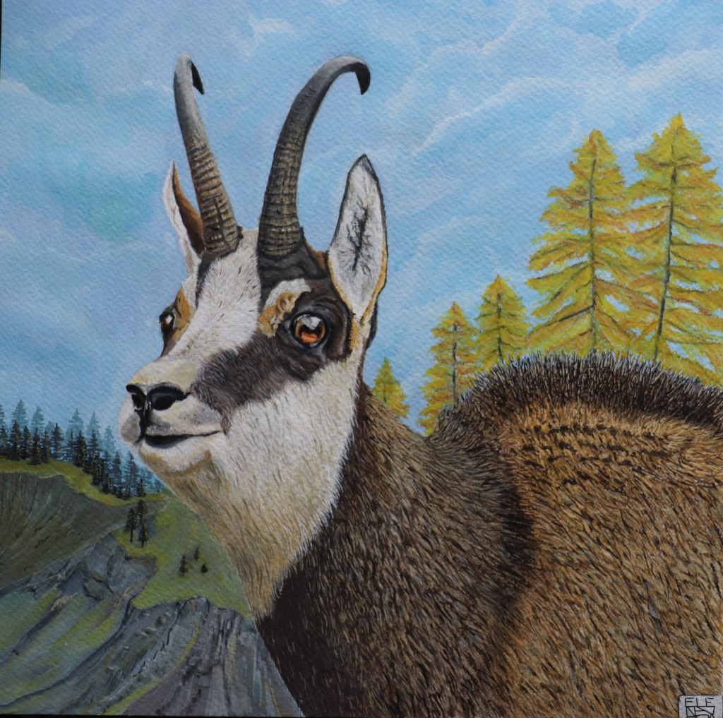 LE ILLUSTRAZIONI DI STORIESELVATICHE