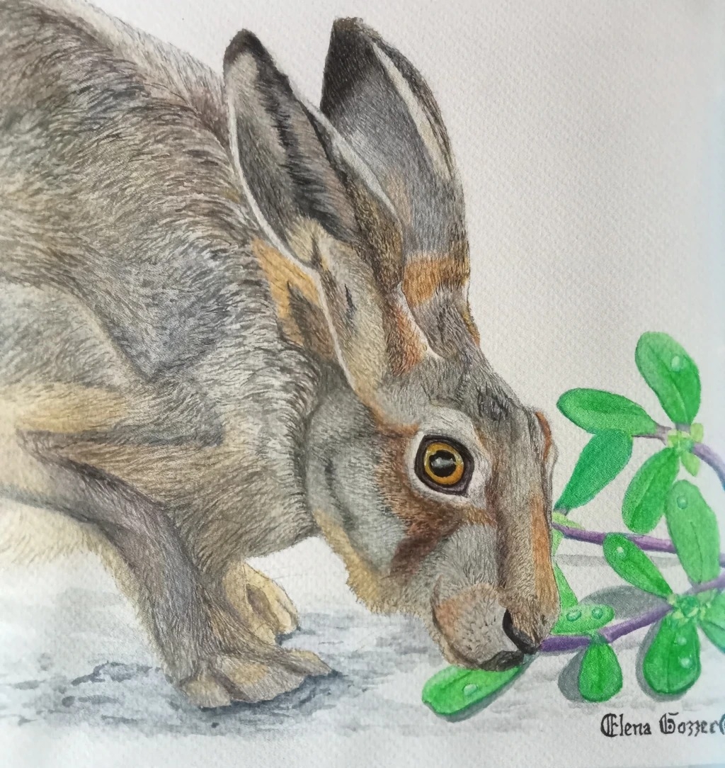 STORIESELVATICHE ART