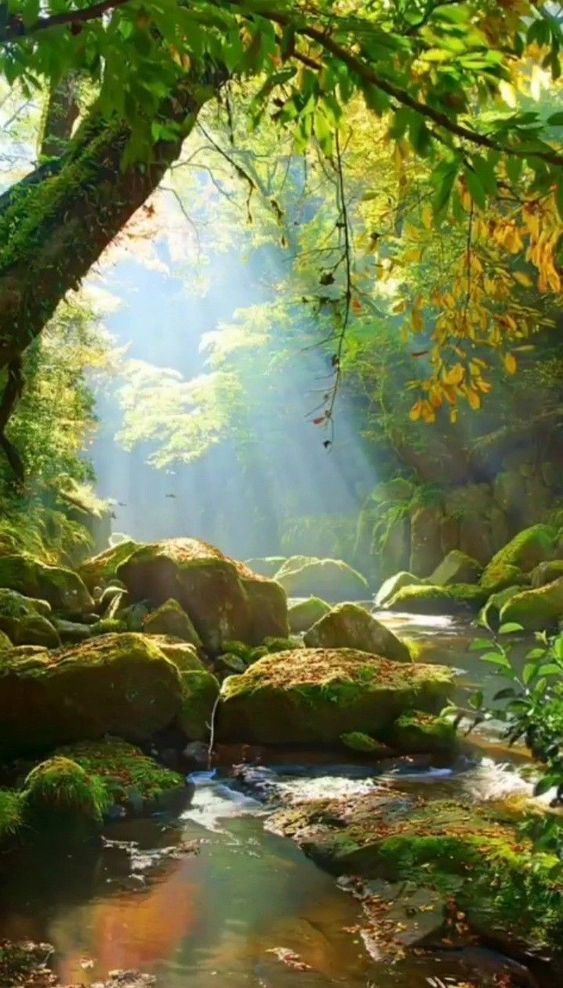 Hildegarda Von Bingen