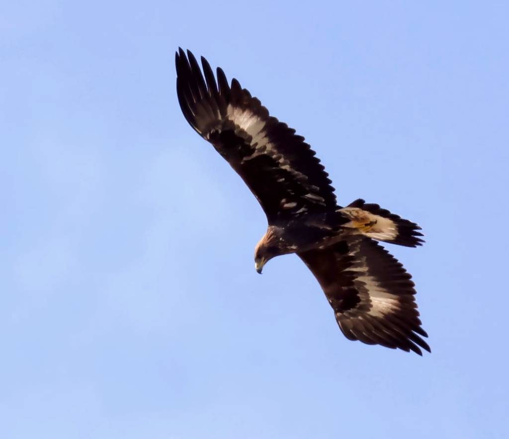 QUALCHE VERITA’ SUGLI&nbsp;AUTODETERMINATI